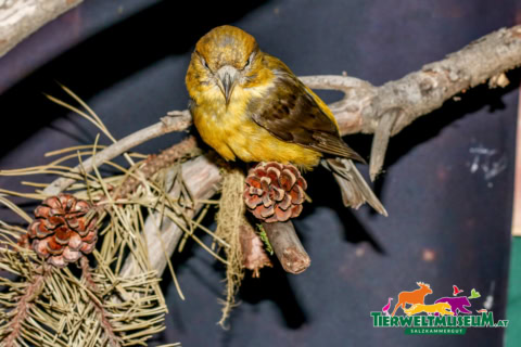 A small bird sitting on a branch with pine cones