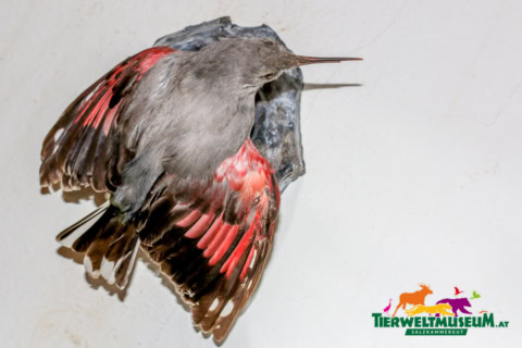 A bird with red and gray feathers on its back