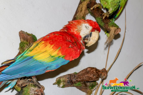 A colorful parrot perched on a branch