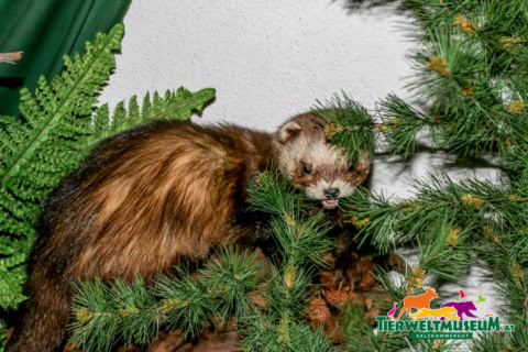 A ferret in a tree with a green plant