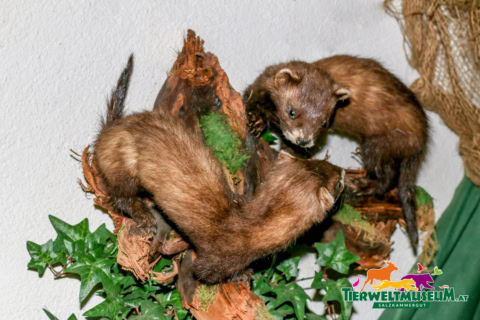 Two ferrets climbing on a tree branch