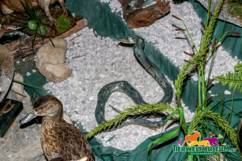 A snake and a duck in a display case