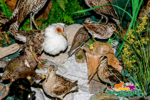 A display of birds in a natural habitat