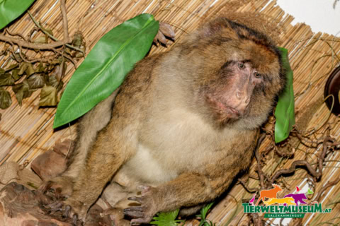 A monkey sitting on a branch with leaves