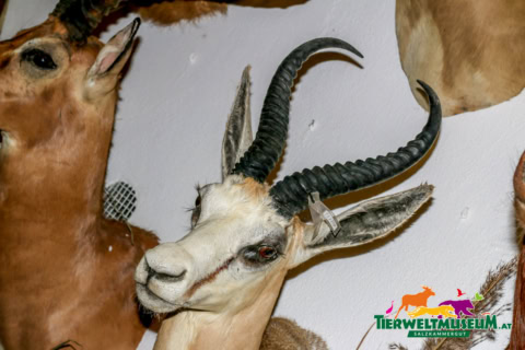 A wall with a bunch of antelope heads
