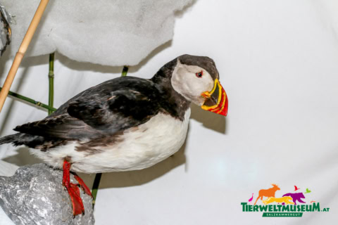 A stuffed animal of a bird with a red beak