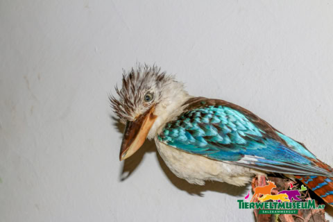 A bird with a blue and white head and a brown beak