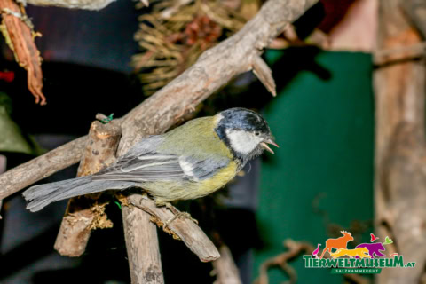 A bird sitting on a branch