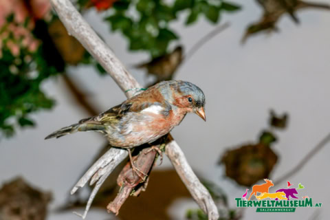 A small bird sitting on a branch with leaves