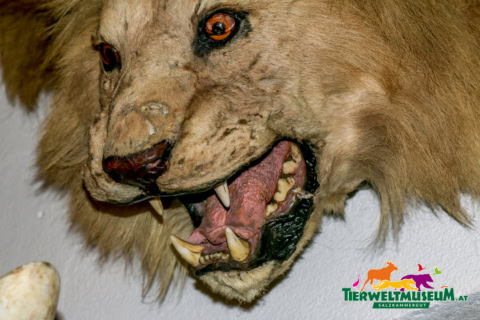 A stuffed lion head