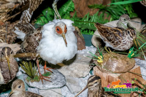 A display of birds in a museum with some plants