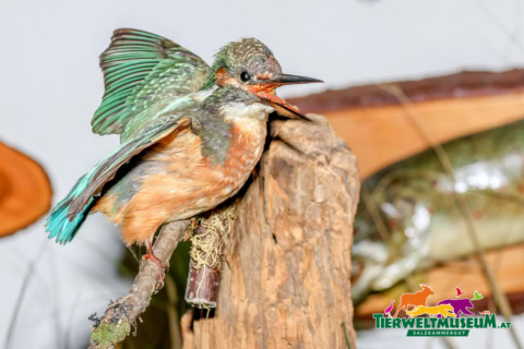 A bird with its wings spread out on a branch