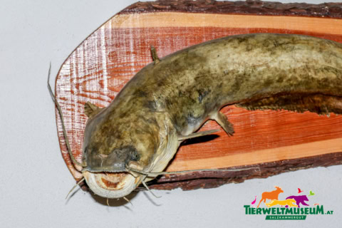 A large fish on a wooden board with a knife
