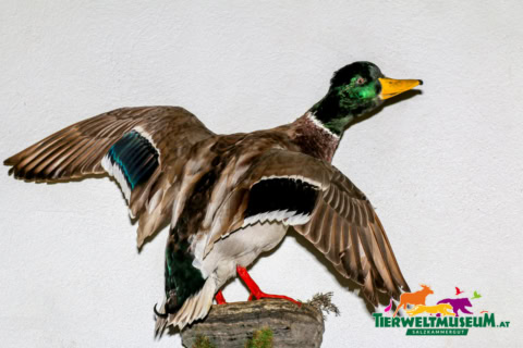 A duck standing on a wooden post