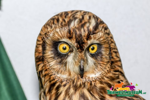 A close up of an owl with yellow eyes