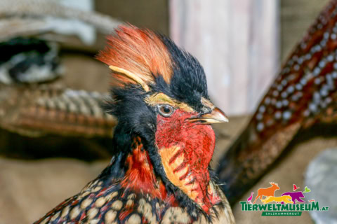 A close up of a pheasant with a red and black head